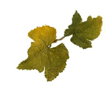 Load image into Gallery viewer, Leaf Camo – LC1